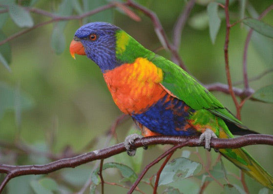 Australian Post Cards